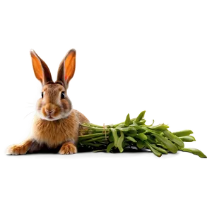 Rabbit Shadow PNG 05062024 PNG