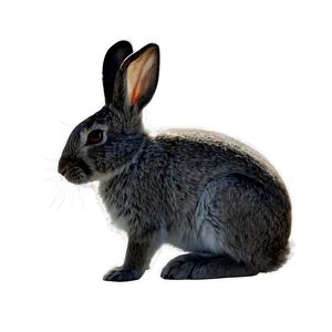 Rabbit Silhouette PNG 05062024