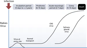 Rabies Infection Progression Chart PNG