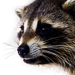 Raccoon Face Close-up Png Xst PNG image