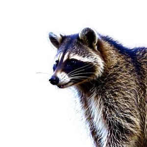 Raccoon In Garden Png Vgs PNG image