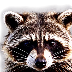 Raccoon In Nature Background PNG 05232024