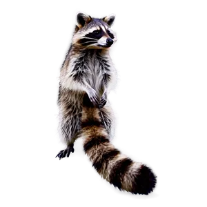 Raccoon In Snow Png 05242024 PNG image