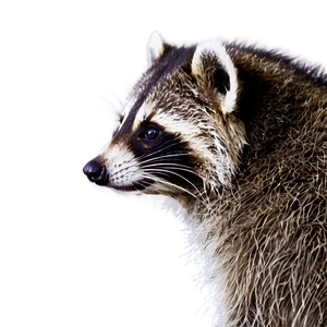 Raccoon Wildlife Photo PNG 05232024
