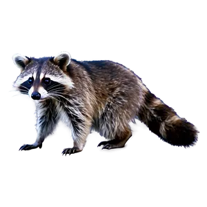 Raccoon Wildlife Photo PNG Voy62