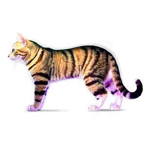 Radiant Cat PNG 05232024 PNG
