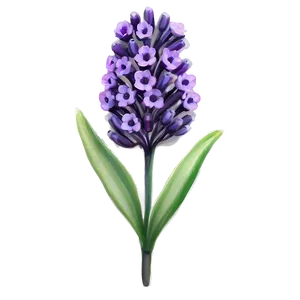 Radiant Lavender Bloom PNG 05242024