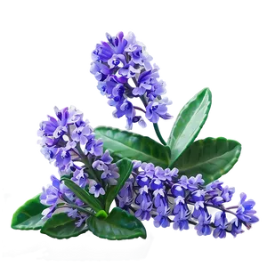 Radiant Lavender Bloom PNG 05242024