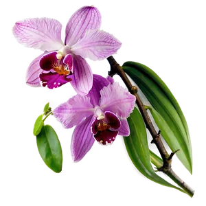 Radiant Orchid PNG 05242024 PNG