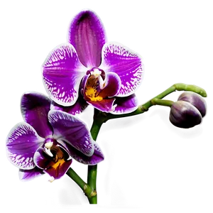 Radiant Orchid PNG 63 PNG