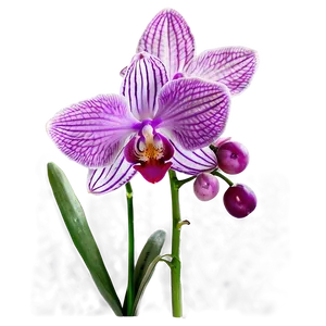 Radiant Orchid PNG Llp PNG