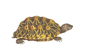 Radiant Patterned Turtleon Black Background.jpg PNG image