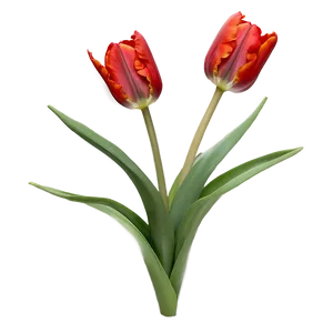 Radiant Red Tulip PNG 05062024