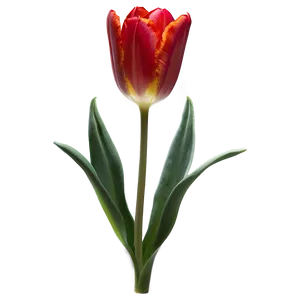 Radiant Red Tulip PNG 05062024