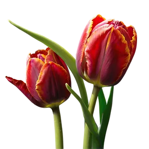 Radiant Red Tulip Png Lfp PNG image