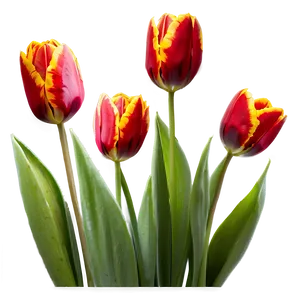 Radiant Red Tulips PNG 06122024 PNG