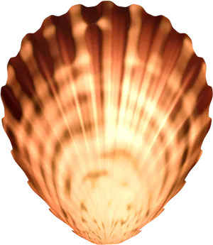 Radiant Scallop Seashell PNG image