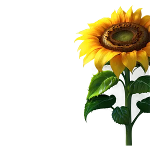 Radiant Sunflower Png 19 PNG image