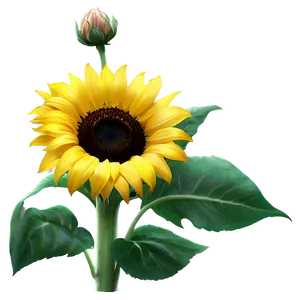 Radiant Sunflower PNG 27 PNG