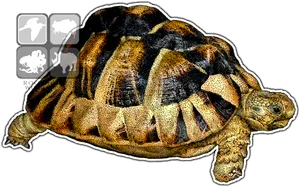 Radiated Tortoise Graphic Illustration PNG image