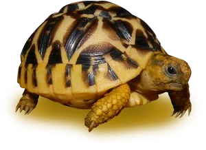 Radiated Tortoise Profile PNG image