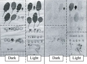 Radish Growth Comparison Dark Light Conditions PNG image