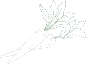 Radish Line Art Illustration PNG