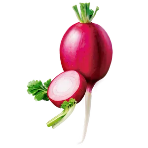 Radish Slice PNG 25 PNG