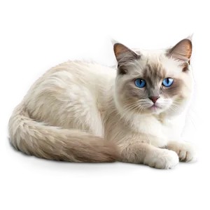 Ragdoll Cat PNG 67 PNG