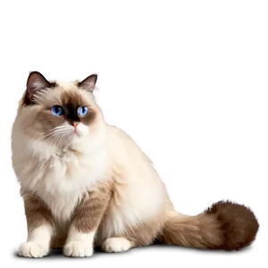 Ragdoll Cat PNG Ihg83