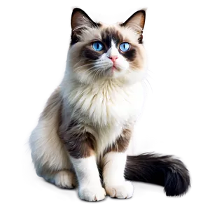 Ragdoll Cat PNG Jyp12 PNG