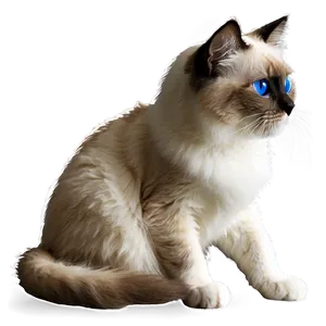 Ragdoll Cat PNG Xeu14
