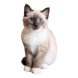 Ragdoll Kitten PNG 36
