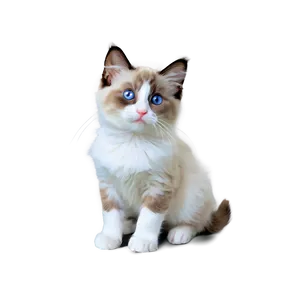 Ragdoll Kitten PNG Trm