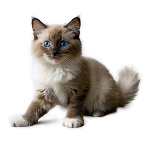 Ragdoll Kitten PNG Wvw99