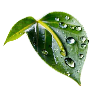 Rain Drop On Leaf Png 95 PNG image