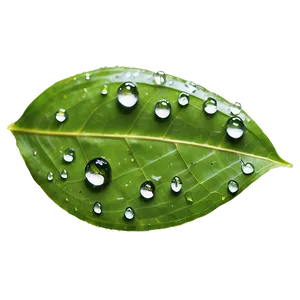 Rain Drop On Leaf Png Anx PNG image