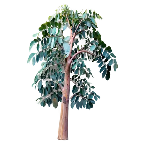 Rainbow Eucalyptus Tree PNG Gvy22