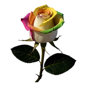 Rainbow Rose PNG Nsi67