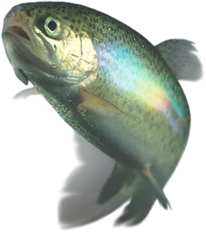 Rainbow Trout Underwater View PNG