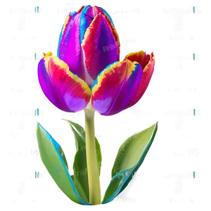 Rainbow Tulip Png 05212024 PNG image