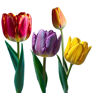 Rainbow Tulip Png 10 PNG image