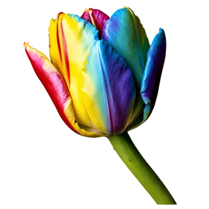 Rainbow Tulip Png 30 PNG image