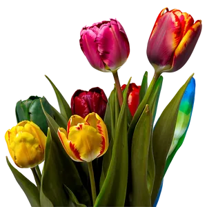 Rainbow Tulips Png Fdq99 PNG image