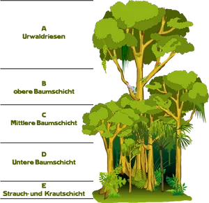 Rainforest Strata Explained PNG image