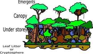 Rainforest Strata Illustration PNG image
