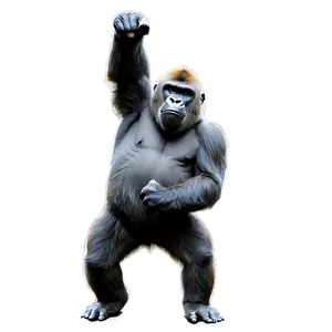 Rampaging Gorilla Illustration PNG 06252024