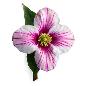 Rare Flores Beauty Png Yks PNG image