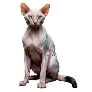 Rare Hairless Cat PNG 06252024 PNG
