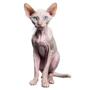 Rare Hairless Cat PNG Jlq PNG